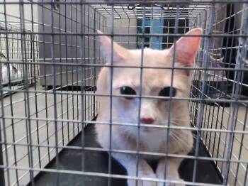 Domestic Short Hair Cats Available for Adoption in Tulsa, Oklahoma - SIMBA | PetCurious