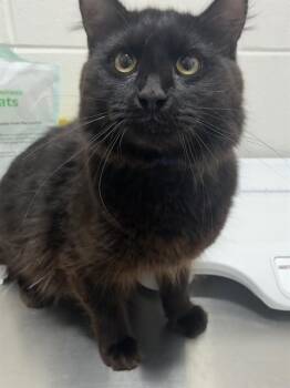 TOMMY -  Domestic Medium Hair Cat for Adoption - TOMMY | PetCurious