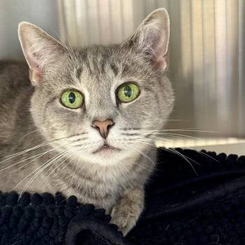 Chantilly -  Domestic Short Hair Cat for Adoption in Winchendon, Massachusetts - Chantilly | PetCurious