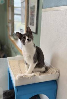 Frack -  Domestic Short Hair Cat for Adoption in Eagle, Colorado - Frack | PetCurious