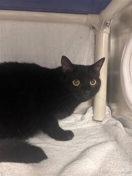 Lulu -  Domestic Short Hair Cat Available for Adoption in Montreal, Quebec - Lulu | PetCurious