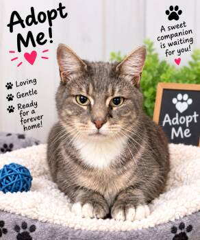 Mr. Freeze -  Extra Toes Cat Hemingway Polydactyl Cat for Adoption in Thomson, Georgia - Mr. Freeze | PetCurious