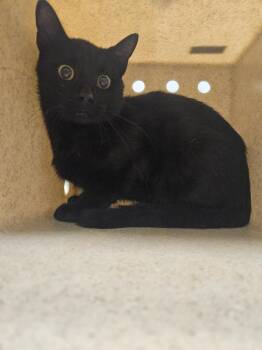 Working Cat: Andy -  Domestic Short Hair Cat for Adoption in Bloomington, Indiana - Working Cat: Andy | PetCurious