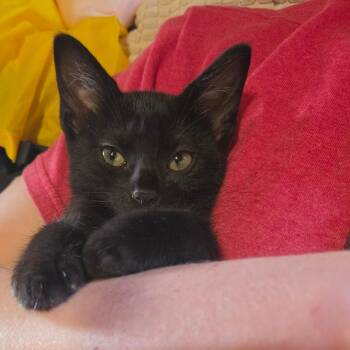 Kiniki -  Domestic Short Hair Cat for Adoption in La Grange, Kentucky - Kiniki | PetCurious