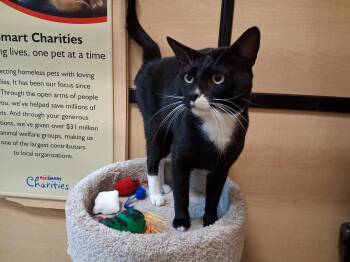 Domestic Short Hair Cats Available for Adoption in Rowlett, Texas - Uzi | PetCurious