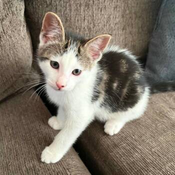 Buzz -  Domestic Short Hair Cat for Adoption in New Albany, Ohio - Buzz | PetCurious