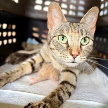 Trina -  Domestic Short Hair Cat for Adoption in Bentonville, Arkansas - Trina | PetCurious