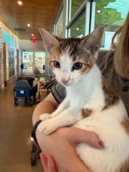 Haribo -  Domestic Short Hair Cat for Adoption in Hyde Park, New York - Haribo | PetCurious
