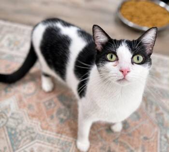 Prozac -  Domestic Short Hair Cat for Adoption in Rixeyville, Virginia - Prozac | PetCurious