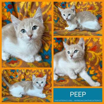 Peep -  Domestic Short Hair Cat for Adoption in Corpus Christi, Texas - Peep | PetCurious