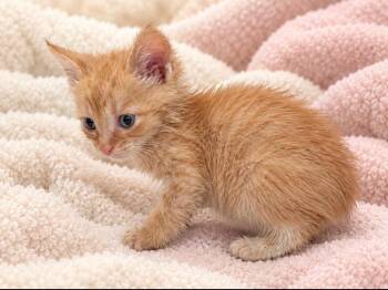 Boots -  Domestic Short Hair Cat for Adoption in Brewster, New York - Boots | PetCurious