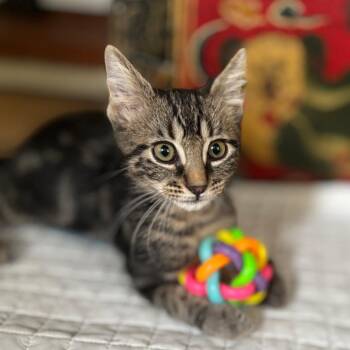 Zuma -  Domestic Short Hair Cat for Adoption in Fort Lauderdale, Florida - Zuma | PetCurious