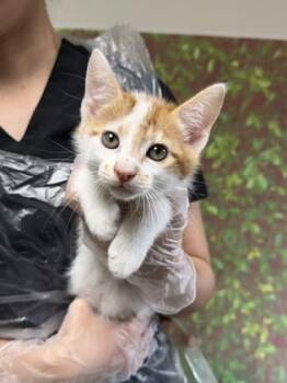 Domestic Short Hair Cats Available for Adoption in San Antonio, Texas - Lotus | PetCurious