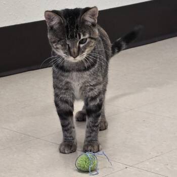 Boo Boo -  Domestic Short Hair Cat for Adoption in Red Wing, Minnesota - Boo Boo | PetCurious