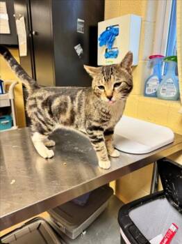 Domestic Short Hair Cats Available for Adoption in Cookeville, Tennessee - OUTLAW KID | PetCurious