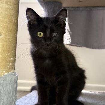 BonBon -  Domestic Long Hair Cat for Adoption in Mount Rainier, Maryland - BonBon | PetCurious