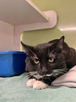 Clawd Monet****@ The Whisker room**** -  Domestic Medium Hair Cat for Adoption in Muskegon, Michigan - Clawd Monet****@ The Whisker Room**** | PetCurious