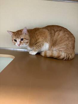 Domestic Short Hair Cats Available for Adoption in Sterling, Colorado - Rusty | PetCurious