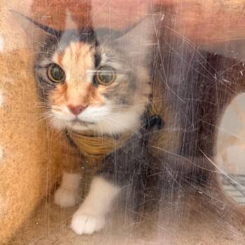 Bellina -  Domestic Short Hair Cat for Adoption in Philadelphia, Pennsylvania - Bellina | PetCurious