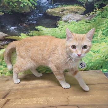Hyacinth -  Domestic Short Hair Cat for Adoption in Normal, Illinois - Hyacinth | PetCurious