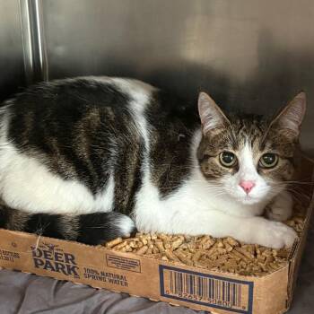 Karen -  Domestic Short Hair Cat for Adoption in Chattanooga, Tennessee - Karen | PetCurious