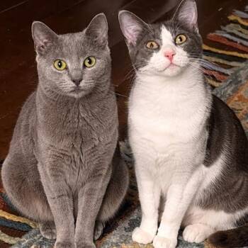 American Shorthair Cats Available for Adoption - Boop And Chalulu | PetCurious