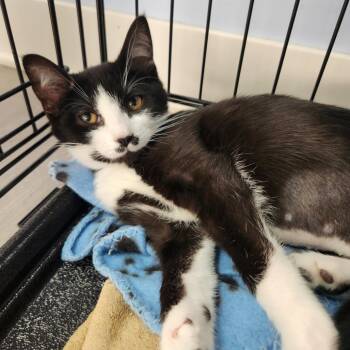 Rescue Domestic Short Hair Cats for Adoption in Portage, Michigan - Lory | PetCurious