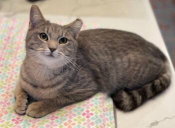 Domestic Short Hair Cats Available for Adoption - Catcoon | PetCurious