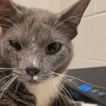Ferb -  Domestic Short Hair and Mixed Breed Cat for Adoption in Bristol, Indiana - Ferb | PetCurious