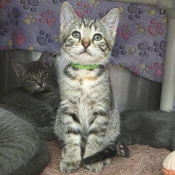 Powder -  American Shorthair Cat for Adoption in Fort Wayne, Indiana - Powder | PetCurious