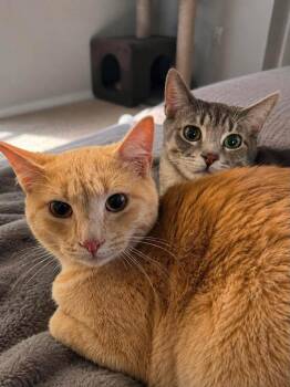 Spencer -  Domestic Short Hair Cat for Adoption in Sioux Falls, South Dakota - Spencer | PetCurious