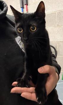 Domestic Short Hair Cats Available for Adoption - Misty | PetCurious