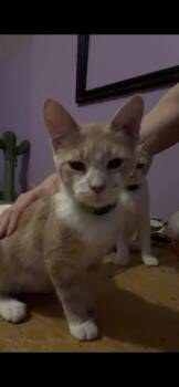 Turkish Angora and Tabby Cats Available for Adoption in Newark Valley, New York - Basil | PetCurious