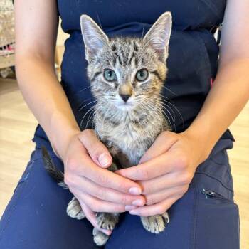 Sneezy -  Domestic Short Hair Cat for Adoption in Spokane, Washington - Sneezy | PetCurious