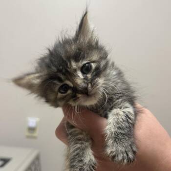 Betty Boop -  Domestic Short Hair Cat for Adoption in Fort Collins, Colorado - Betty Boop | PetCurious