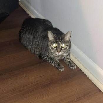 Scoops -  Domestic Short Hair Cat for Adoption in Philadelphia, Pennsylvania - Scoops | PetCurious
