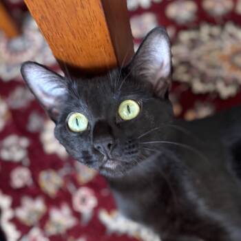 PORTOBELLO -  Domestic Short Hair Cat for Adoption in East Greenwich, Rhode Island - PORTOBELLO | PetCurious