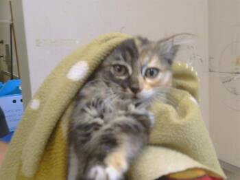 MOANA -  Domestic Short Hair Cat for Adoption in Sacramento, California - MOANA | PetCurious
