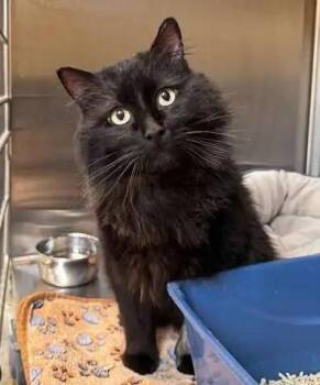 Goblin -  Domestic Long Hair Cat for Adoption in Coupeville, Washington - Goblin | PetCurious