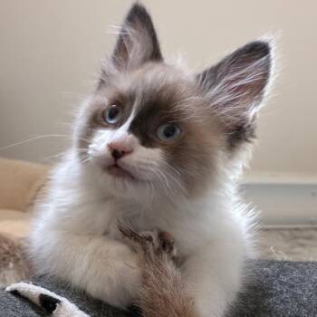 Domestic Medium Hair Cats Available for Adoption in Wickenburg, Arizona - Curly | PetCurious