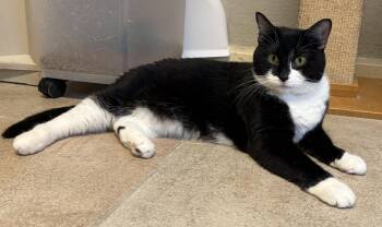 Pickles -  Domestic Short Hair Cat for Adoption in Kansas City, Missouri - Pickles | PetCurious