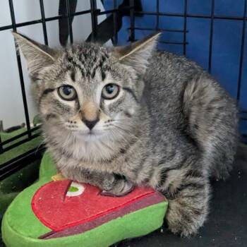 George C12321 -  Domestic Short Hair Cat for Adoption - George C12321 | PetCurious