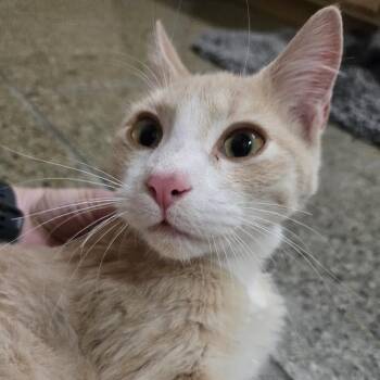 Chait -  Domestic Short Hair Cat for Adoption in Sioux Falls, South Dakota - Chait | PetCurious
