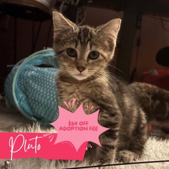 Sailor Pluto -  Domestic Short Hair Cat for Adoption in Chattanooga, Tennessee - Sailor Pluto | PetCurious