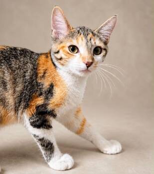 Rory -  Domestic Short Hair Cat for Adoption in Rixeyville, Virginia - Rory | PetCurious