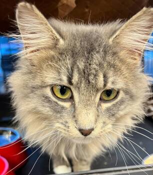 Domestic Long Hair Cats Available for Adoption in Calgary, Alberta - Baroness Floofina | PetCurious