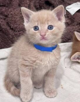 Domestic Short Hair Cats Available for Adoption in Hobart, Indiana - Naked Cheeto | PetCurious