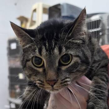 Muffin -  Domestic Short Hair Cat for Adoption in Ardmore, Oklahoma - Muffin | PetCurious