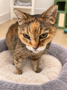 Juney -  Domestic Short Hair Cat for Adoption in Manhattan Beach, California - Juney | PetCurious