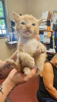 Sleepy -  Domestic Short Hair Cat for Adoption in Salisbury, Maryland - Sleepy | PetCurious